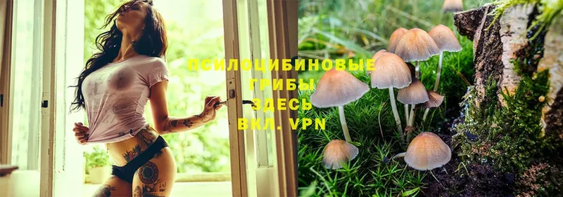 магазин продажи наркотиков  Ряжск  Галлюциногенные грибы Psilocybine cubensis 